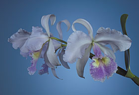 CATTLEYA warscewiczii var. coerulea.