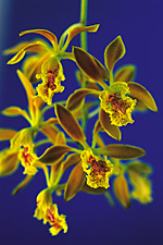 ENCYCLIA ambigua.