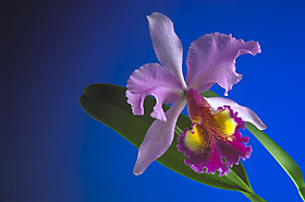 Cattleya Hardyana x Brassavola nodosa.