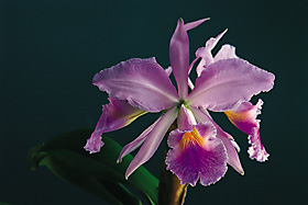 Cattleya jenmanii var. coerulea x Brassavola nodosa.