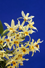 Dendrobium atavus.