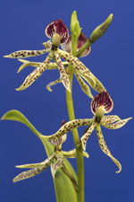 Encyclia cochleata x Enc. vespa.