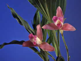 Lycaste macrophylla 'Red' x self.