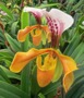Paphiopedilum gratrixianum.