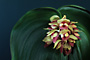 PLEUROTHALLIS marthae #2. DIVISION.