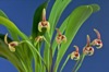 Masdevallia livingstoneana.