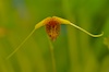 Scaphosepalum swertifolium ˜Yellow Form".