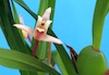 Maxillaria oreocharis