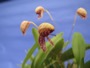 Bulbophyllum maquilingense