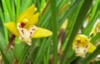 Maxillaria gracilis