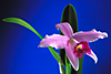 LAELIA pumila '4n' x self.