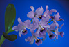 Cattleya bowringiana var. coerulea `County Fair' x self.