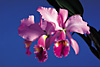 CATTLEYA jenmanii 'SELECT 4X' x self.