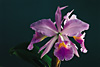 CATTLEYA jenmanii var. coerulea x self.