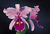 CATTLEYA warscewiczii x self.