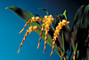 Dendrochilum bicallosum.