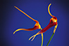 Masdevallia imposter.