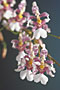 ONCIDIUM incurvum.