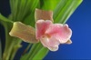 Lycaste brevispatha