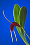 Masdevallia calura.