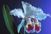 CATTLEYA jenmanii var. semi-alba.