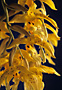 STANHOPEA sp. 'COLOMBIA NCO#1338' x self.