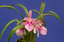 Miltonia spectabilis var. rosea.