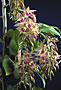 DENDROBIUM amethystoglossum.