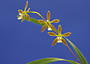 Encyclia acuta.