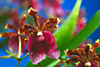 MILTONIA warscewiczii 'SPECIAL PANAMA'.