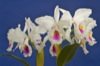 Cattleya labiata var. semi-alba 'IV' x 'Cassola'. 