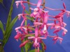 Epidendrum pfavii x self