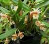 Dendrobium pachyphyllum.