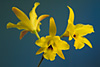 LAELIA aurea.