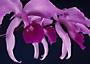 CATTLEYA lawrenceana.