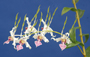 Dendrobium stratiotes `Kathy's' x self