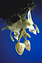 Stanhopea reichenbachiana.